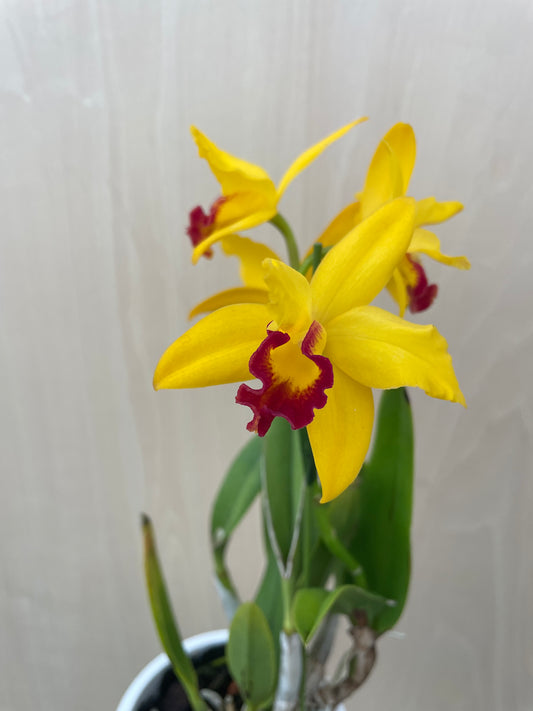 4/14 仕入れ即売会 No.007　ミニカトレア　3号鉢