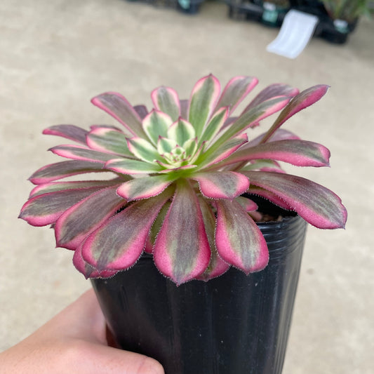 No.17036　アエオニウム　ハクゲッコウ　3.5号苗ポット