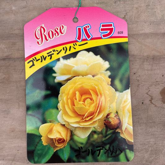 ローズなかしま★ツルバラ　ゴールデンリバー　（ほぼトゲなし）6号鉢