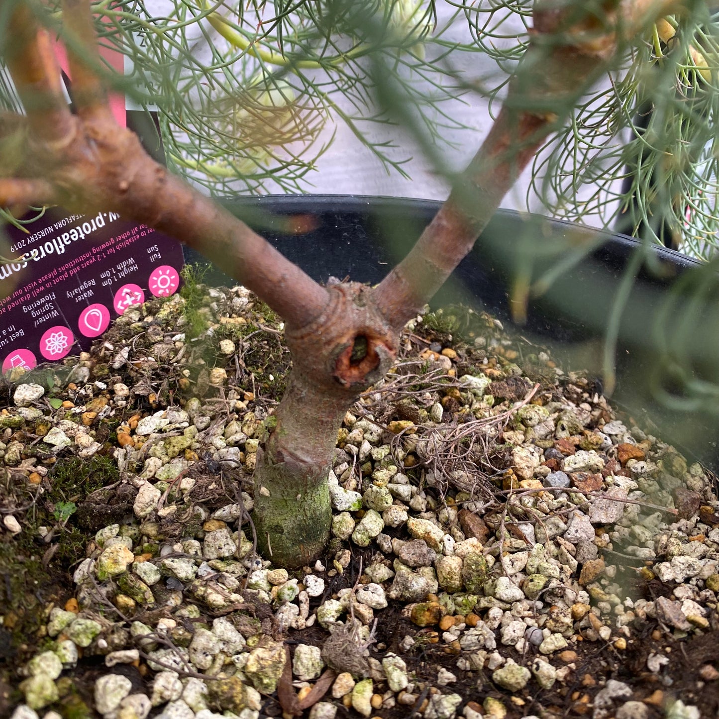 No.30024　ジョーイセルリア　ブラッシングブライト　7号鉢