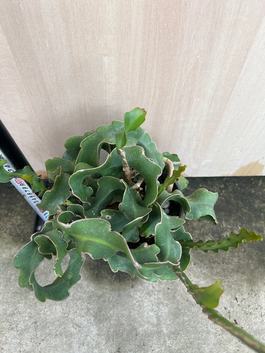 No.31014　エピフィルム　ガテマレンシス　5号鉢