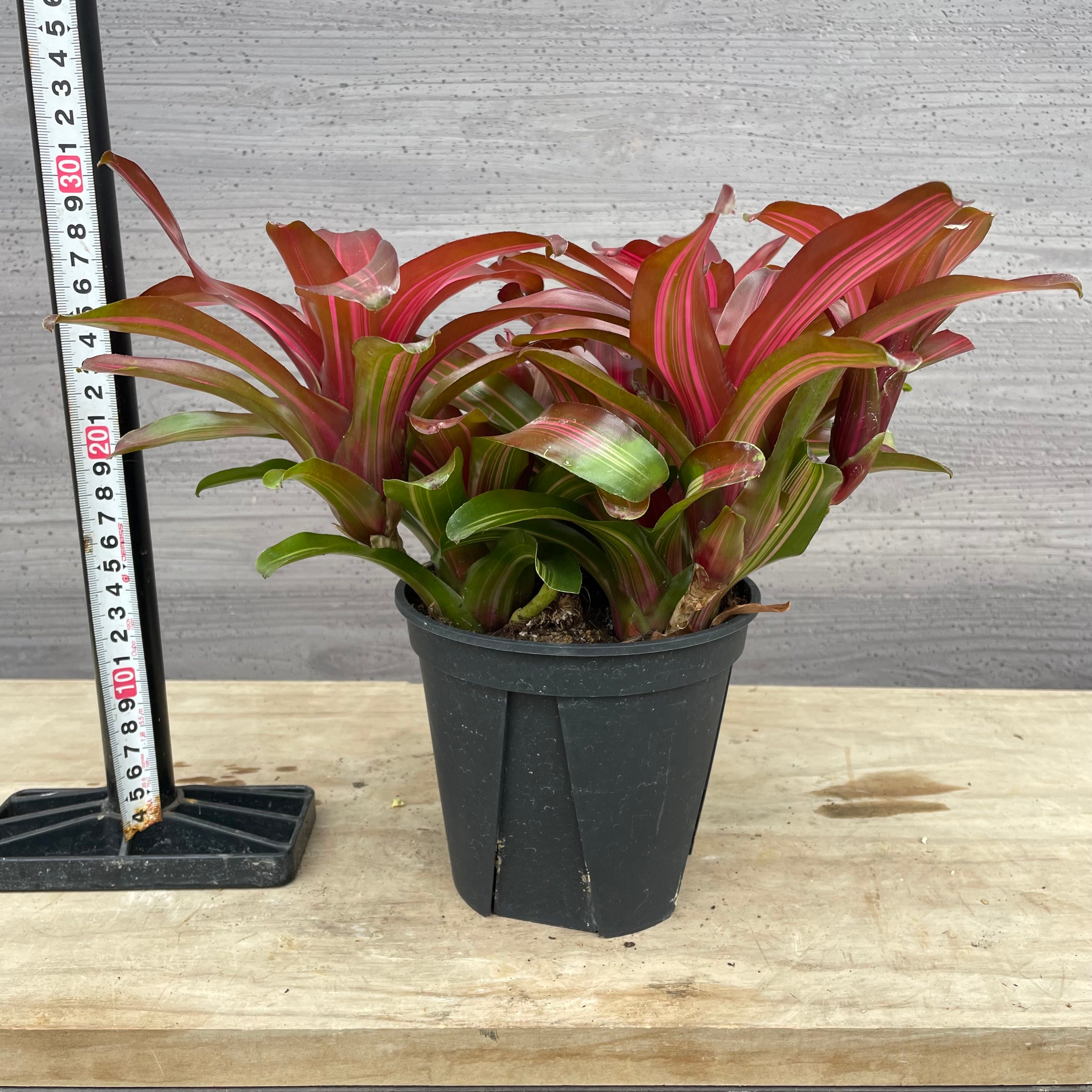 Pickup 全ての商品 – 植物家族