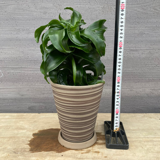 No.1305 ドラセナ トルネード 5号鉢 茶ポット 受け皿付き