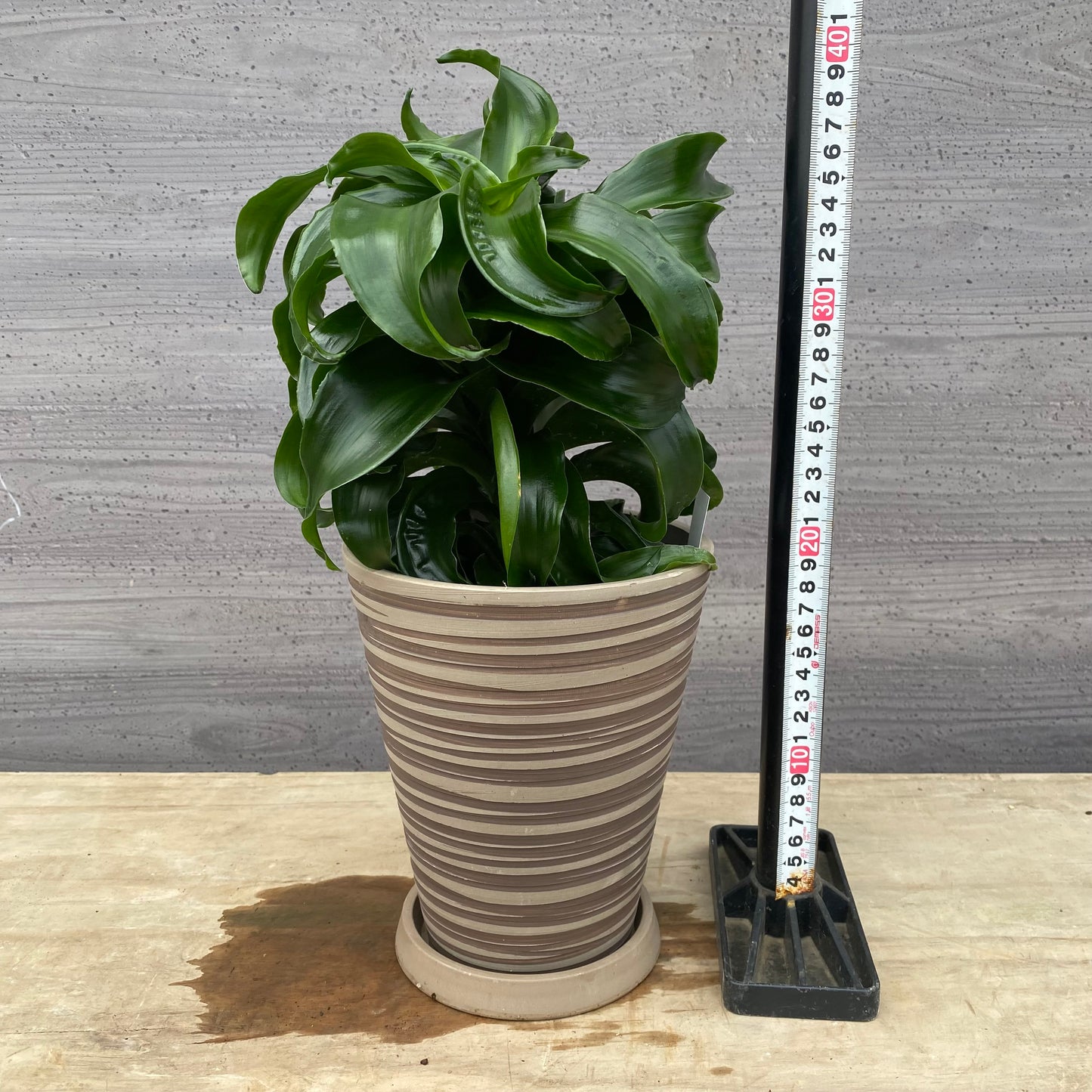 No.1305　ドラセナ　トルネード　5号鉢　茶ポット　受け皿付き