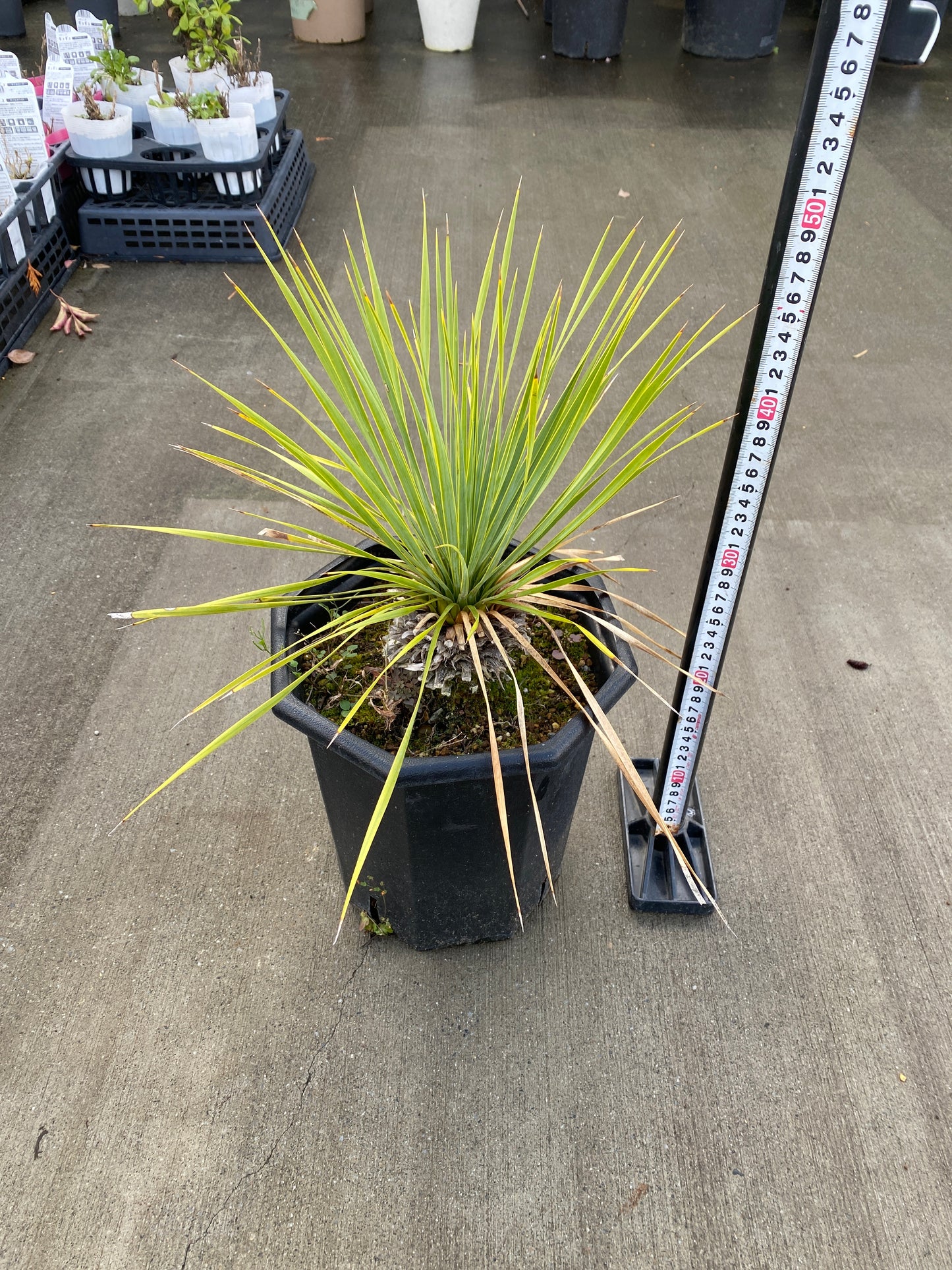 農場創業祭 No.26059　ユッカ　ロストラータ　8号鉢
