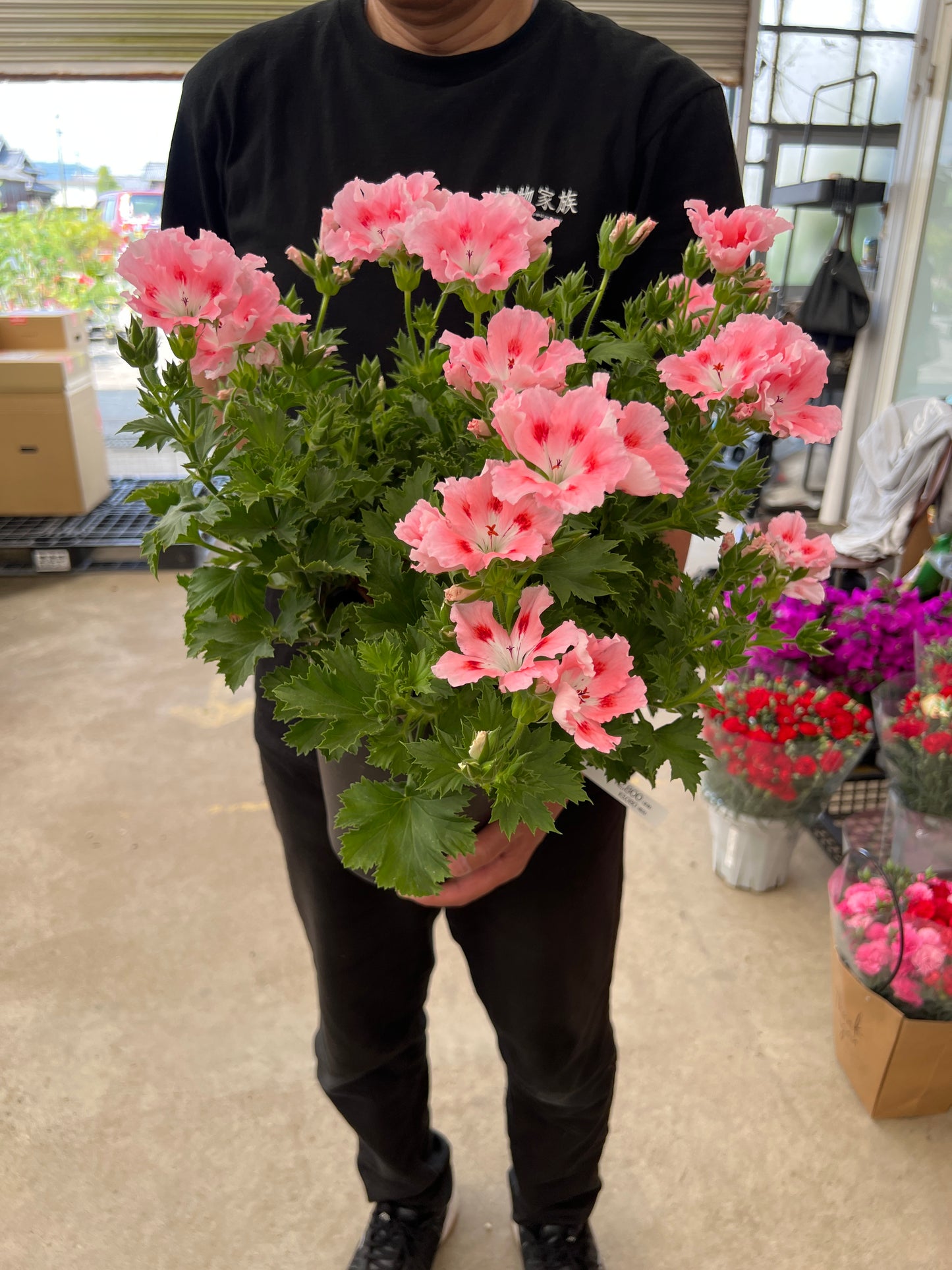 即売会SALE　No.28010　ペラルゴニウム　6号鉢