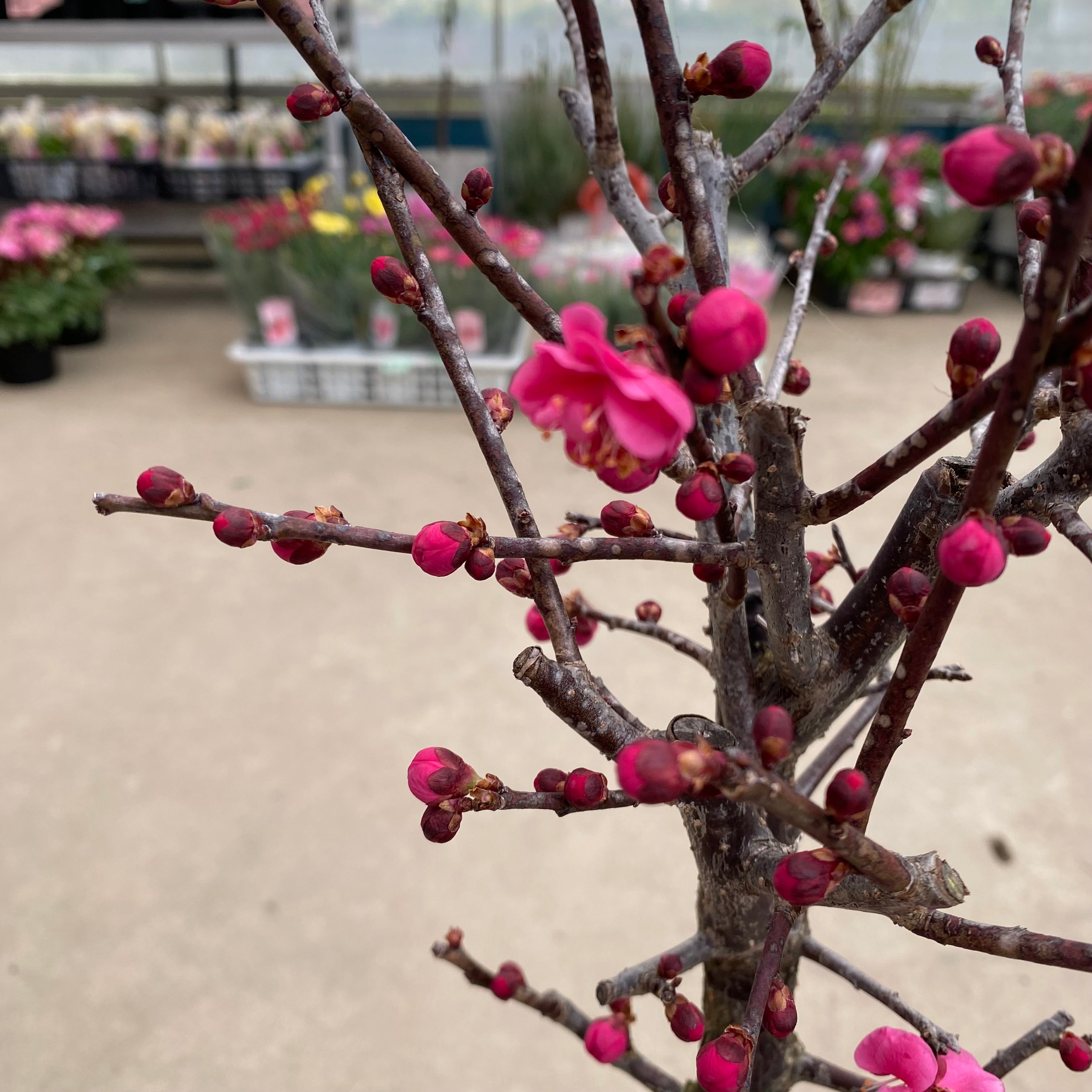 20021 花梅 鹿児島紅梅 6号鉢 – 植物家族 鹿児島紅梅