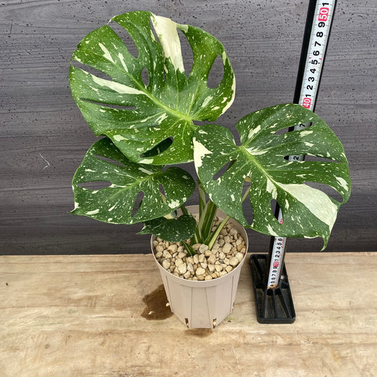 モンステラ　斑入り　５号スリット鉢/オリジナル色