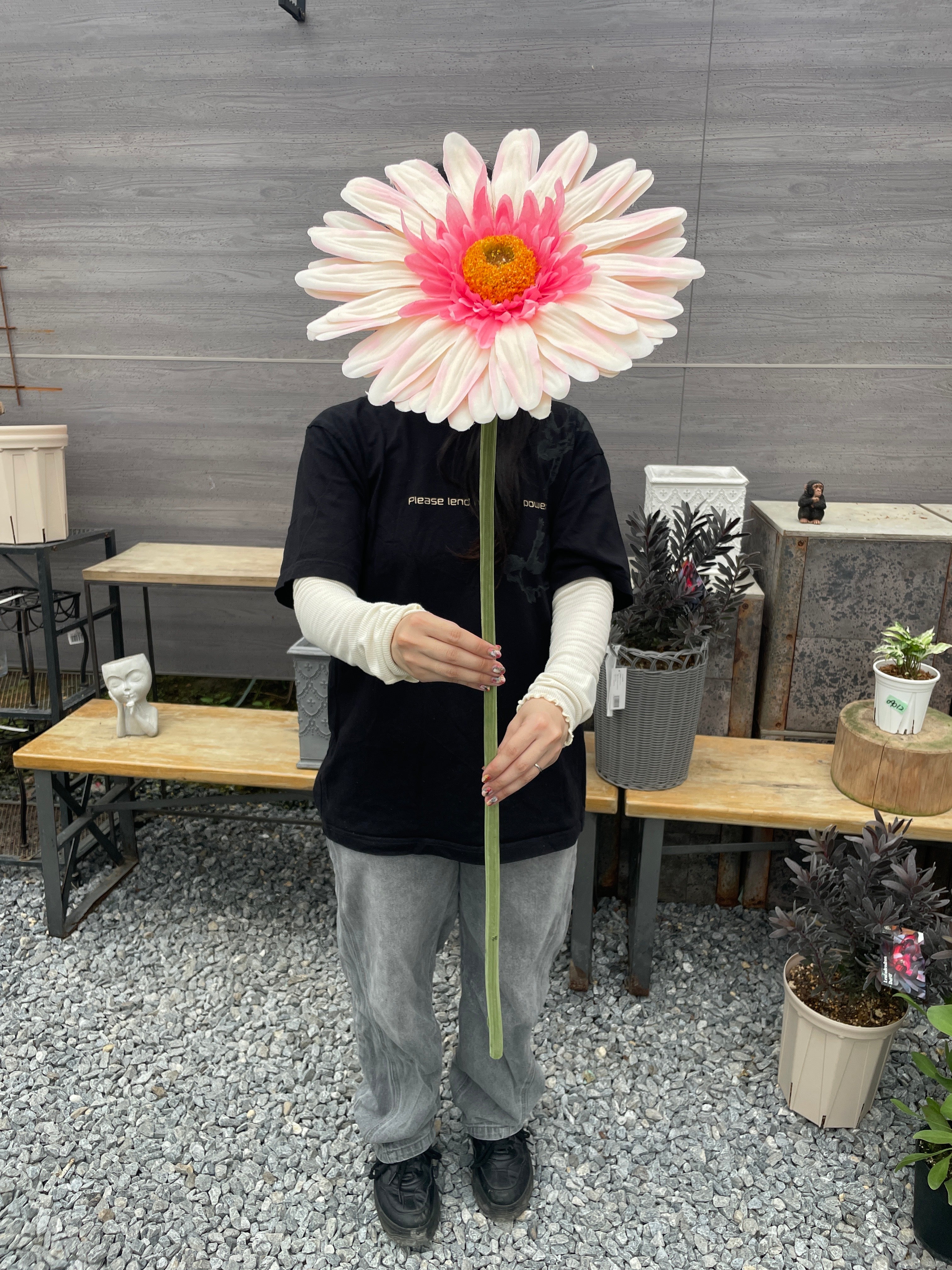ジャンボガーベラ – 植物家族