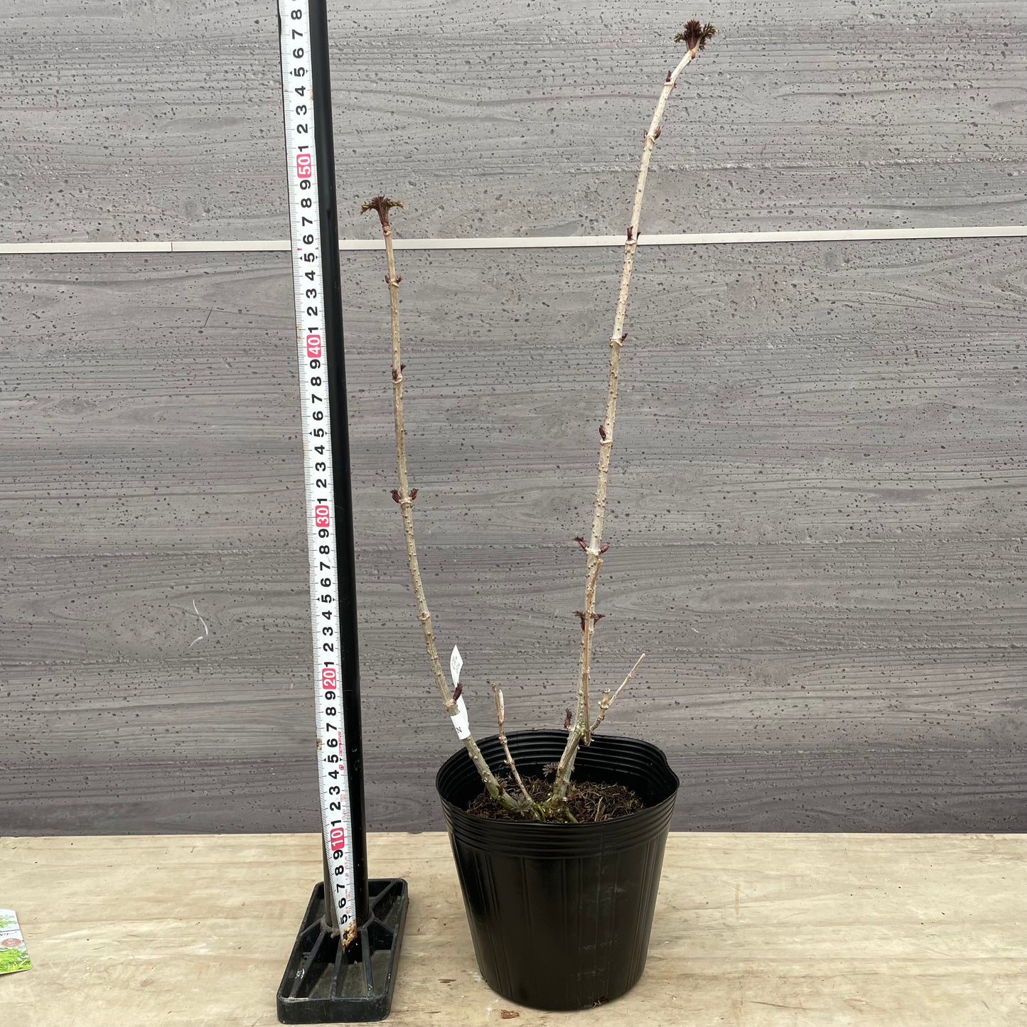 No.13001　サンブカス　ゴールデンタワー　5号苗ポット