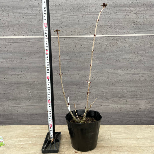 No.13001　サンブカス　ゴールデンタワー　5号苗ポット