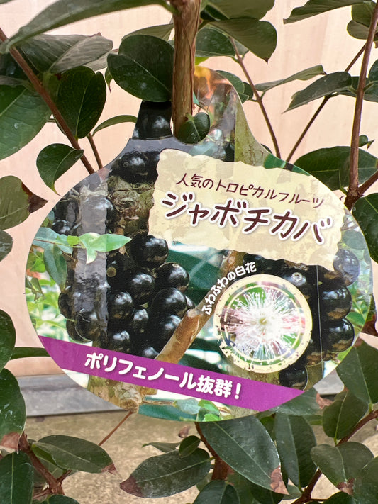 No.15002　ジャボチカバ　4号苗ポット