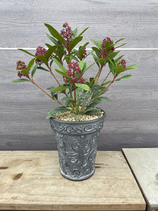 スキミア ルベラ(プラスチック鉢)