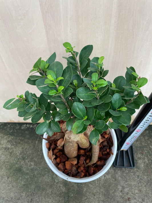 No.14121　ガジュマル　白ポット　7号鉢