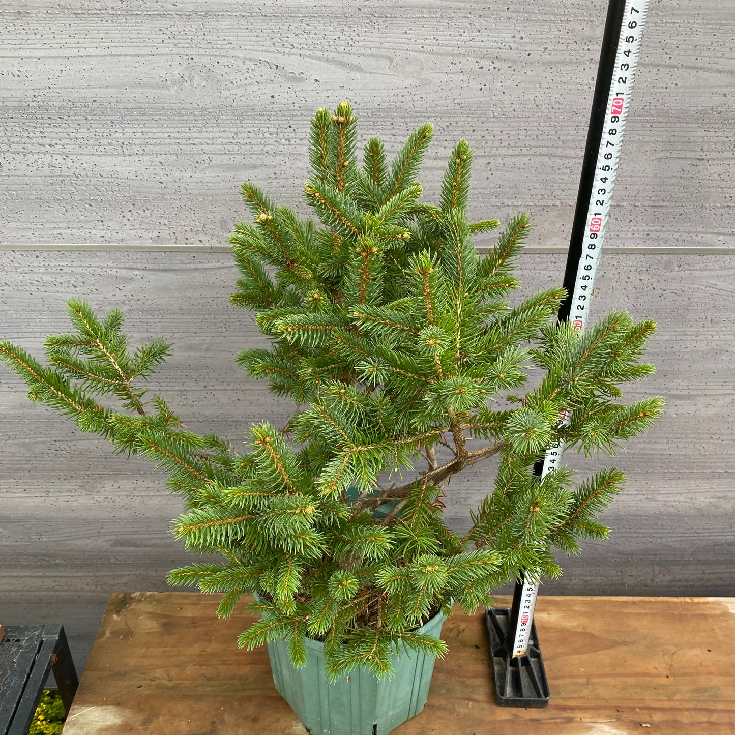 市場仕入れ即売会　No.25090　ピセア　8号鉢