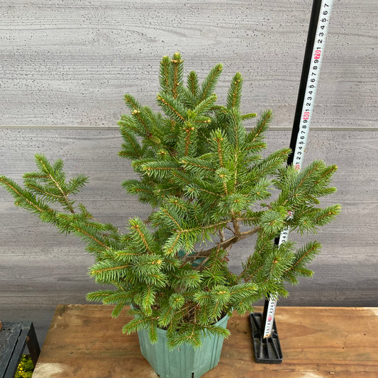 市場仕入れ即売会　No.25090　ピセア　8号鉢