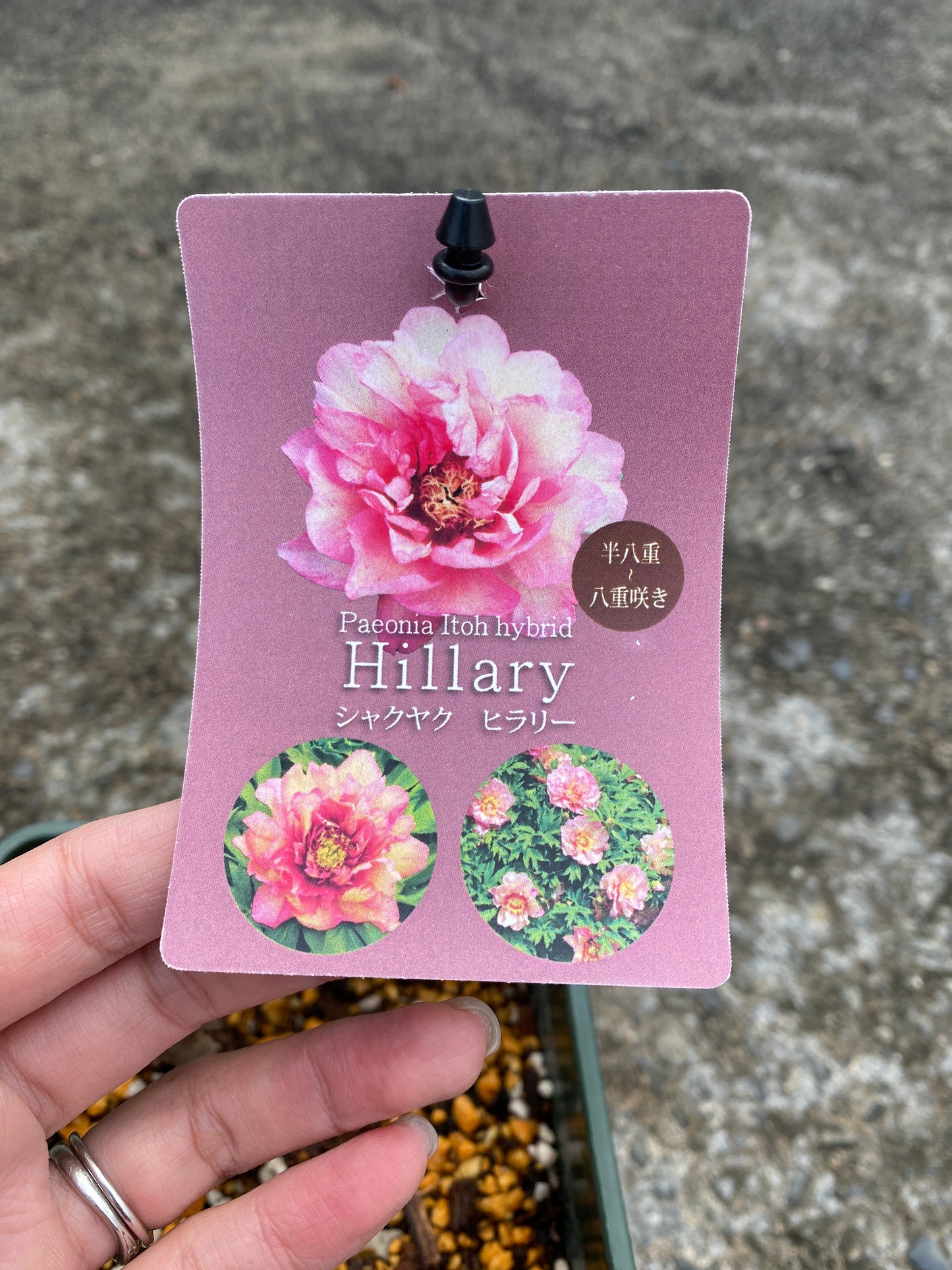 農場創業祭 No.26077　シャクヤク　ヒラリー