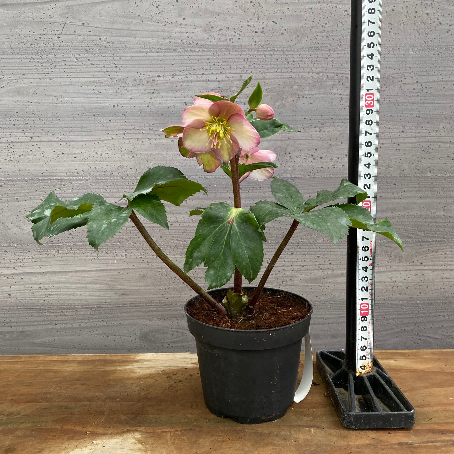 市場仕入れ即売会　No.25089　クリスマスローズ　氷の薔薇　アーリーローズ　4号鉢