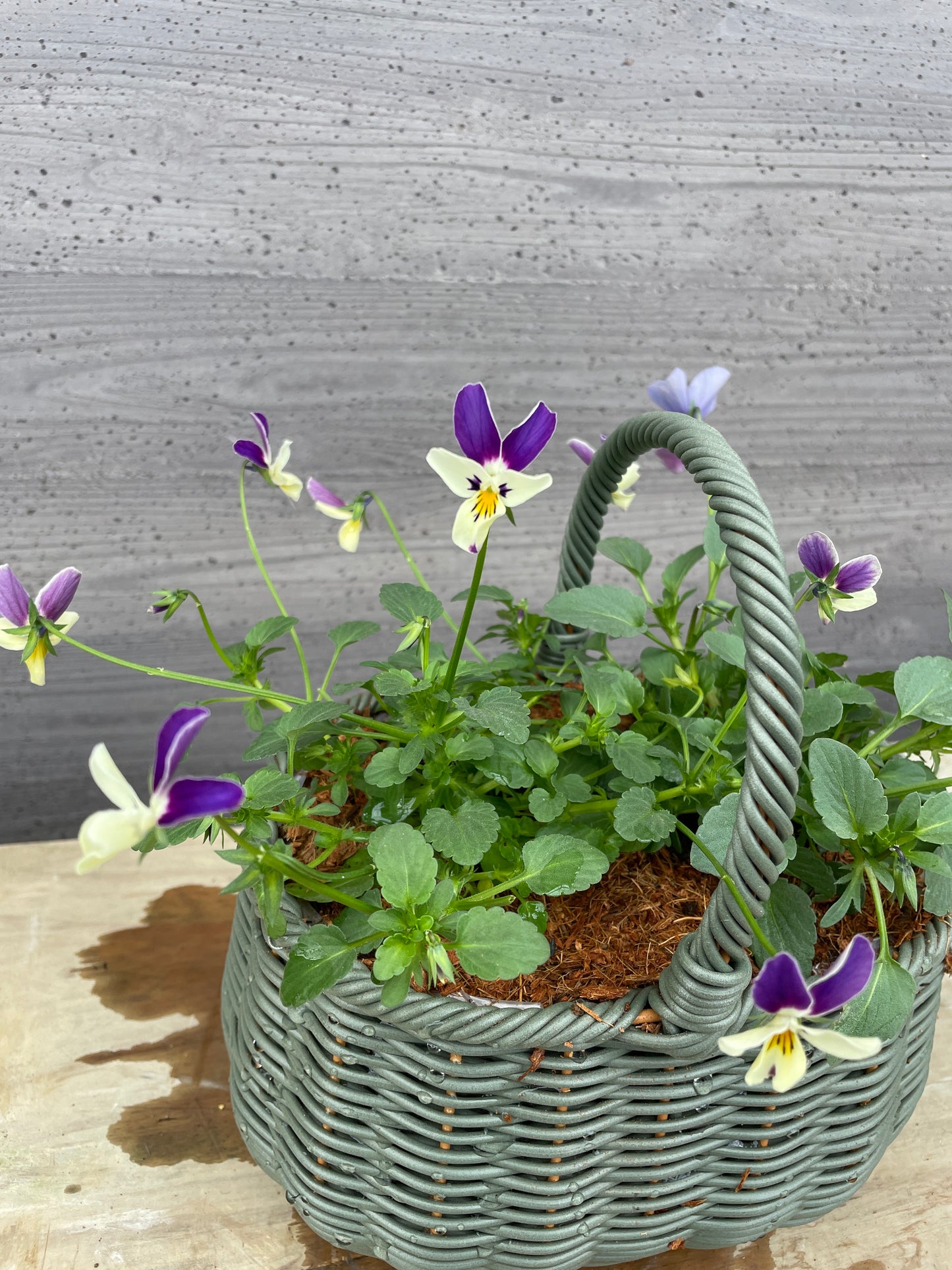ビオラ　寄せ植え　バスケット