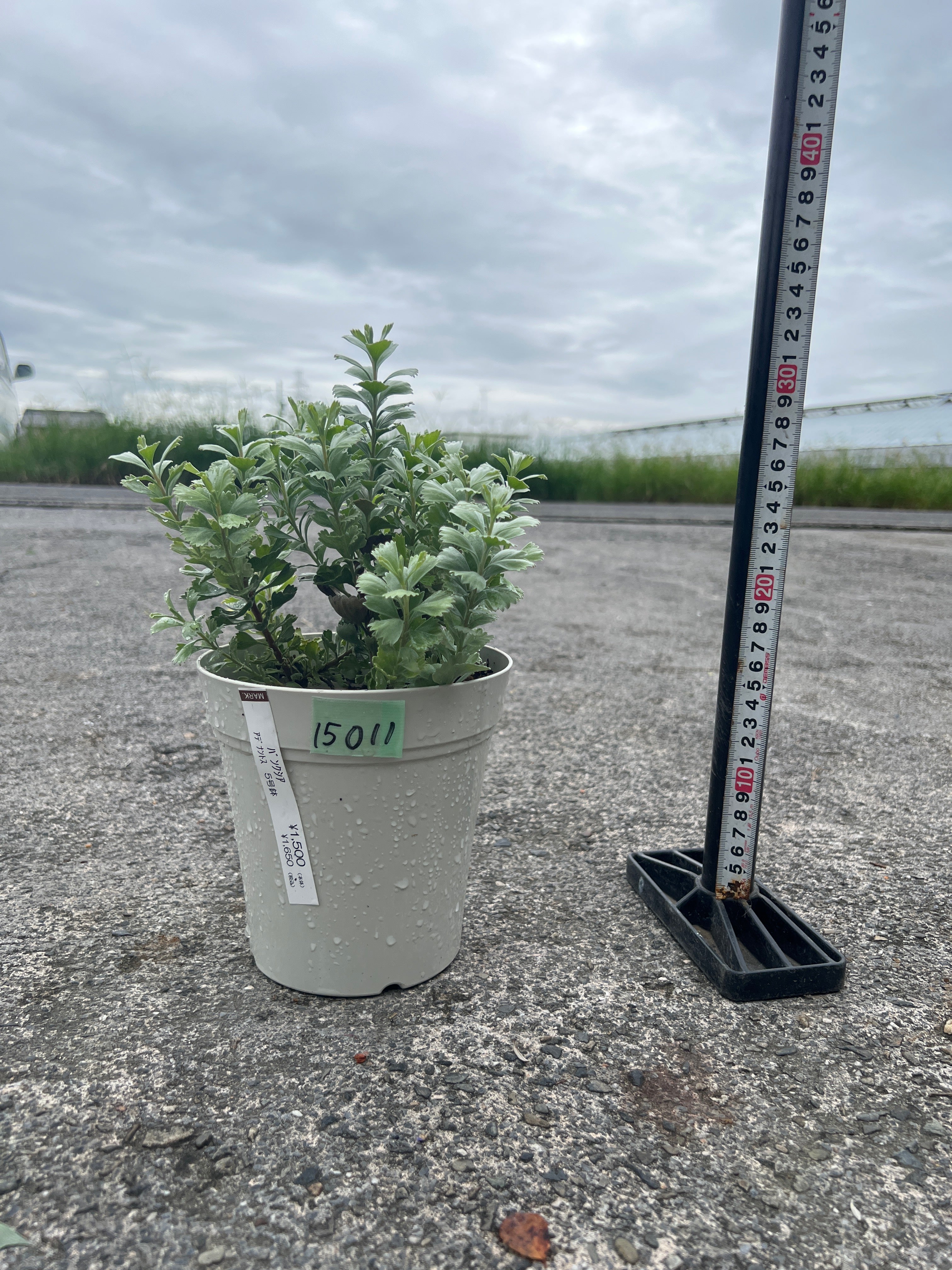 商品 – 植物家族
