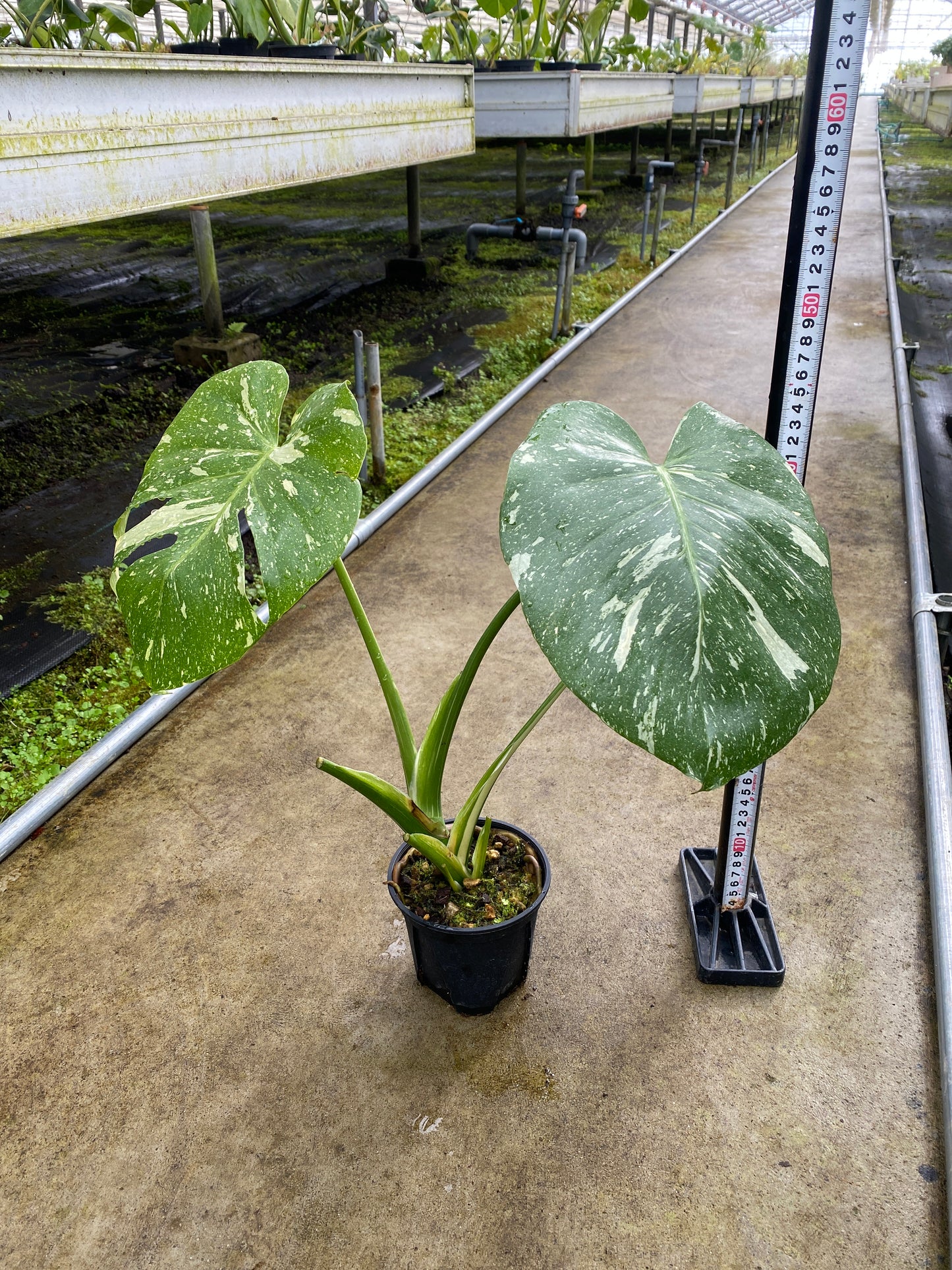 農場創業祭 No.26172　モンステラ　タイコンステレーション　3号鉢