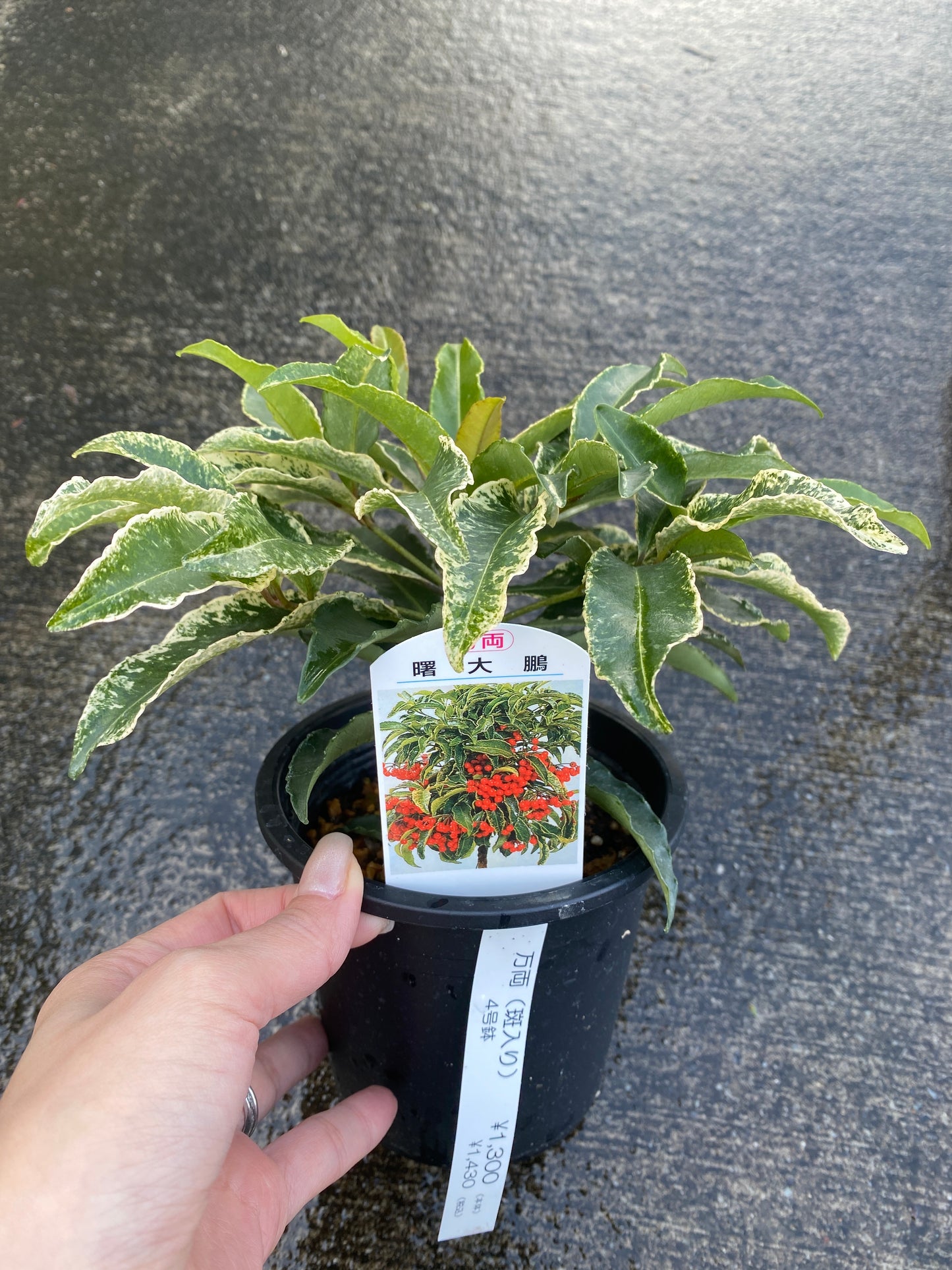 農場創業祭 No.26040　斑入り万両　曙大鵬　4号鉢