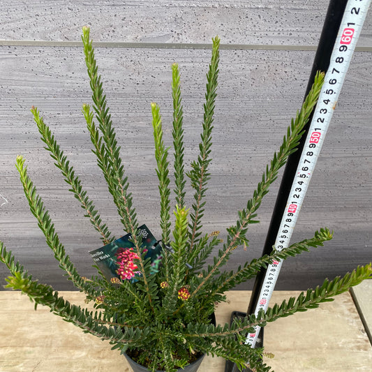 No.30025　グレヴィレア　ファイヤーワークス　5号鉢