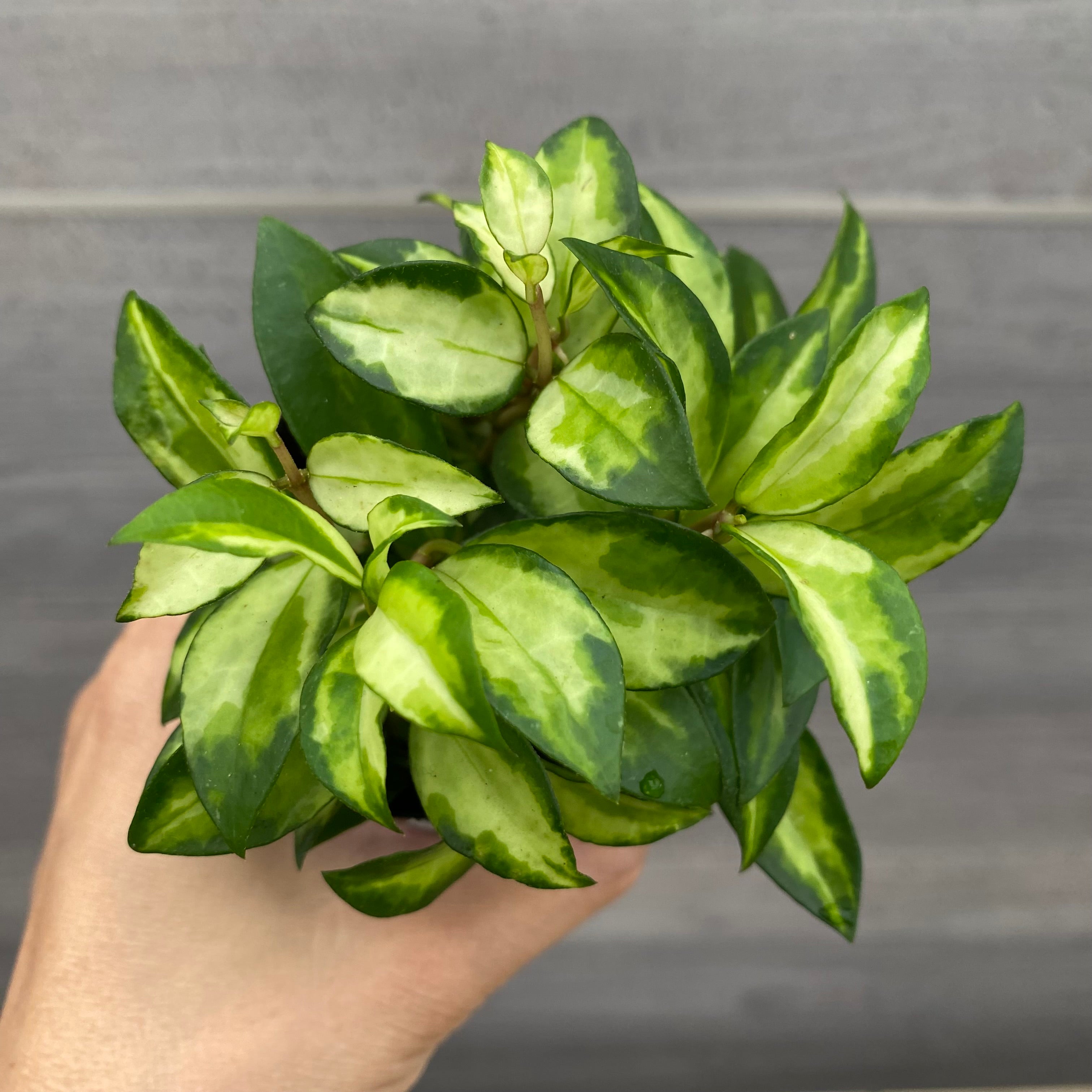 植物販売 植物販売兵庫県宝塚市 ㈱陽春園植物場ネット通販 【鬼面角】