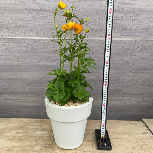 No.23004　ラナンキュラス　ランドセルシリーズ　サラセレネ　ラゴス　7号おすすめ白ポット