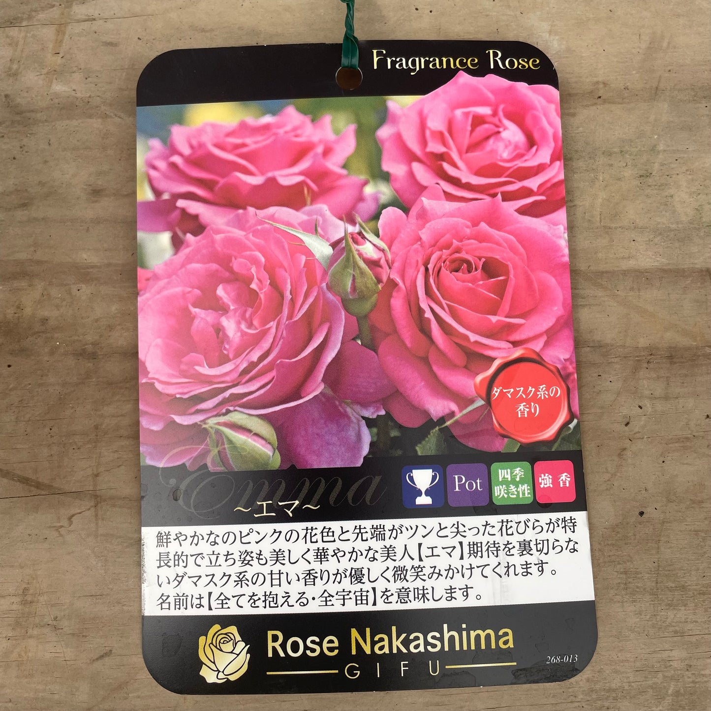 ローズなかしま★フレグランスローズ　エマ　5号鉢