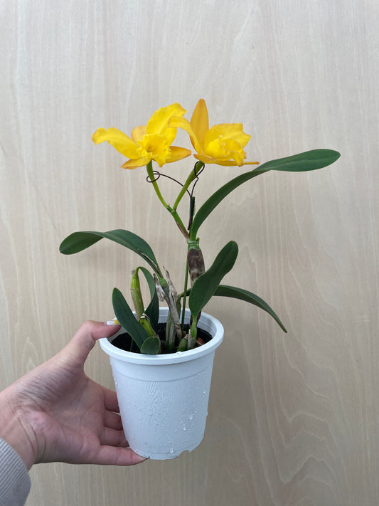 4/14 仕入れ即売会 No.011　ミニカトレア　3号鉢