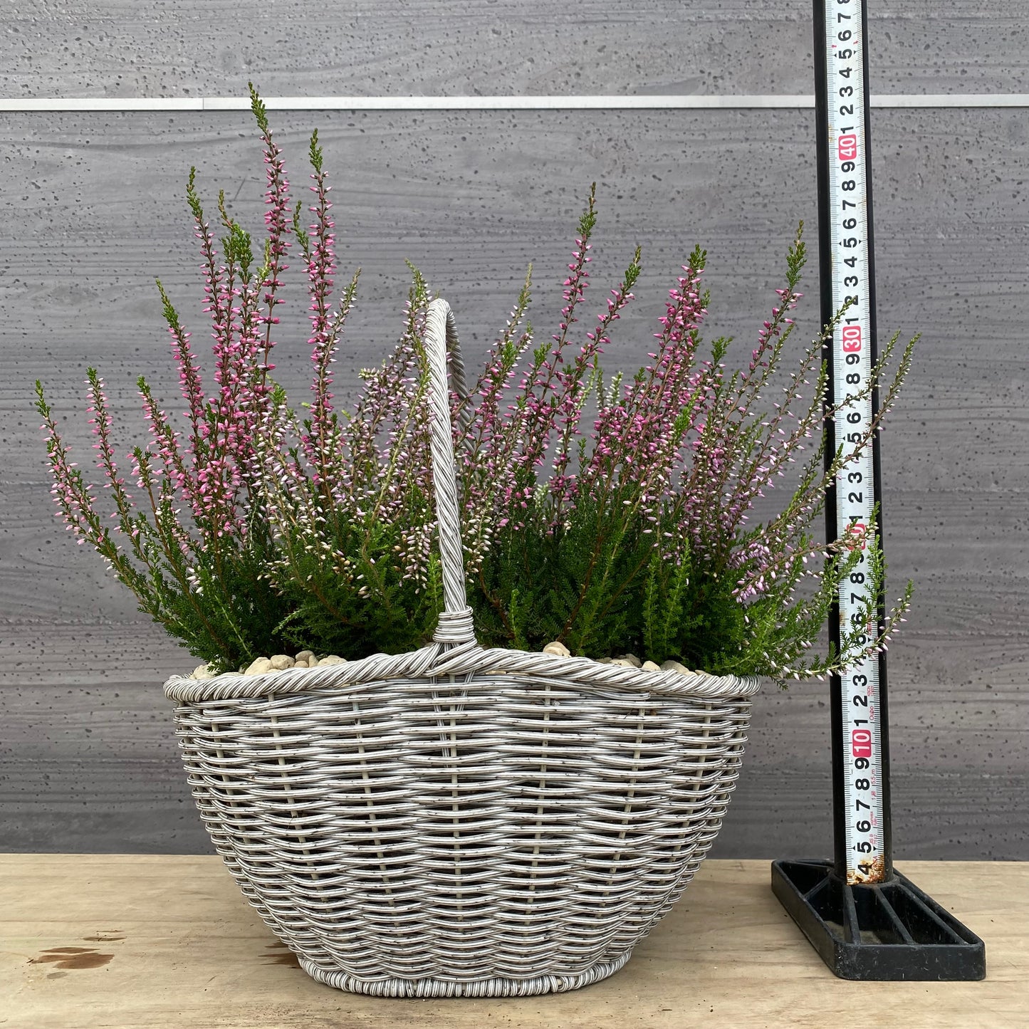 社長植栽★　カルーナ　ガーデンガールズ6ポット寄せ植え　手付きバスケットグレー