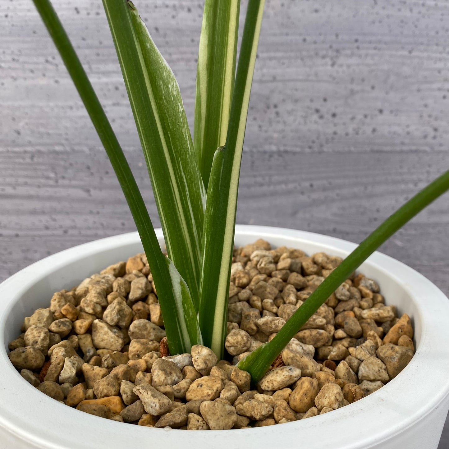 農場創業祭 No.18001　モンステラ　タイコンステレーション　6号おすすめ白ポット