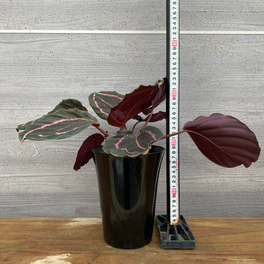 市場仕入れ即売会 No.25041 カラテア ドッティー 5号鉢