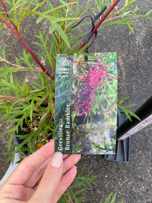 農場創業祭 No.26035　グレビレア　ブロンズランバー　5号鉢