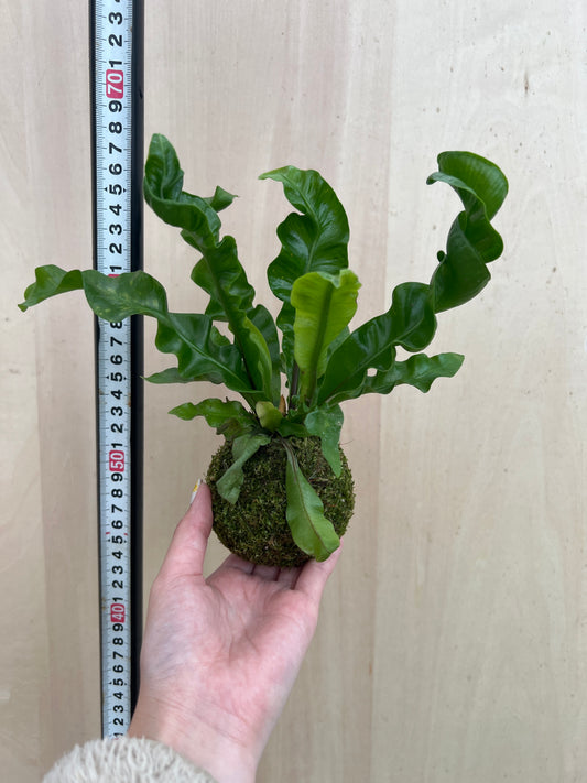 No.31032 アスプレニウム アカキ コケダマ仕立て