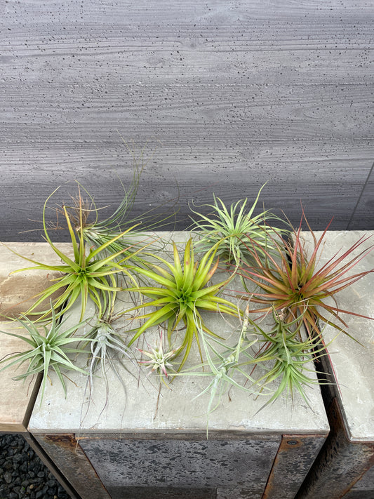 M53 ティランジア 10個セット