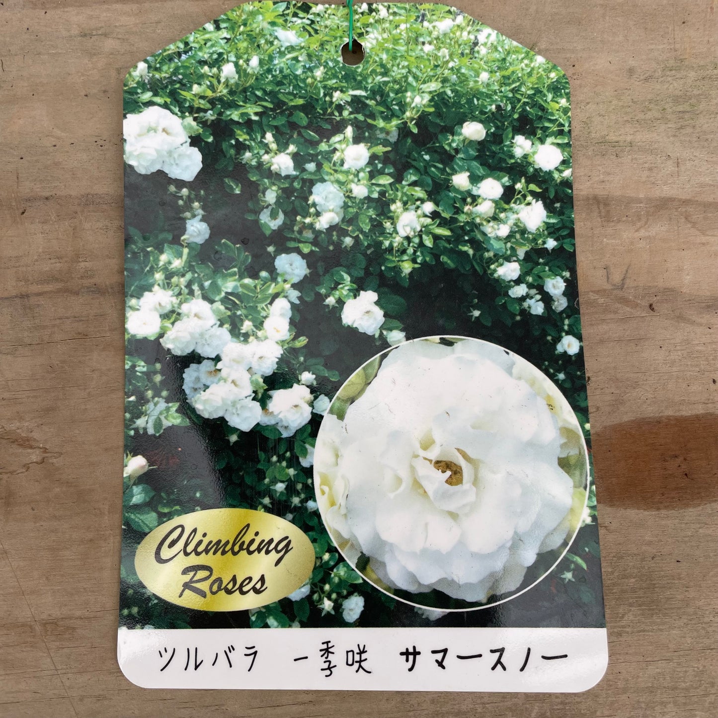 ローズなかしま★ツルバラ　サマースノー　（ほぼトゲなし）6号鉢