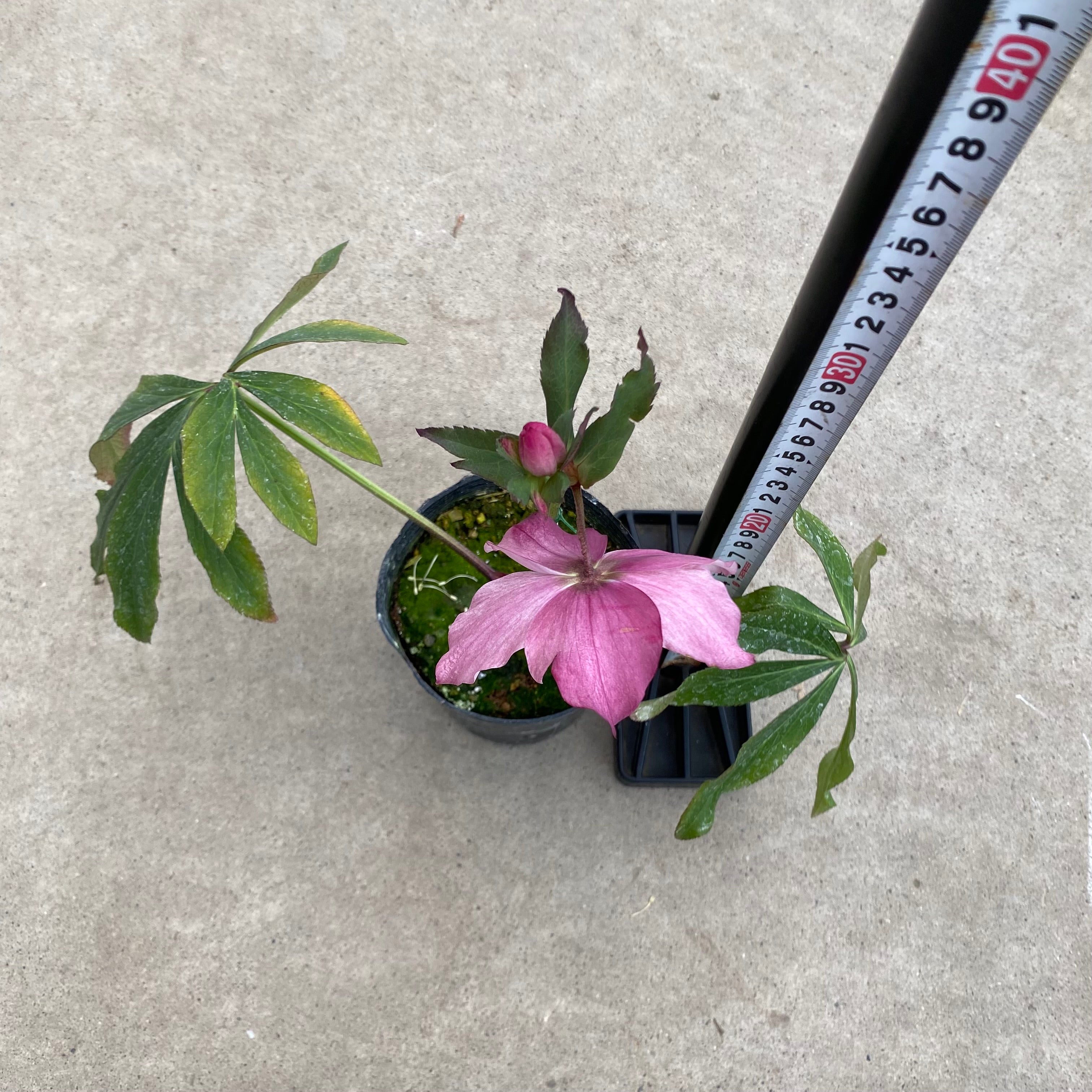 20057 クリスマスローズ シングル咲き 3.5号苗ポット – 植物家族