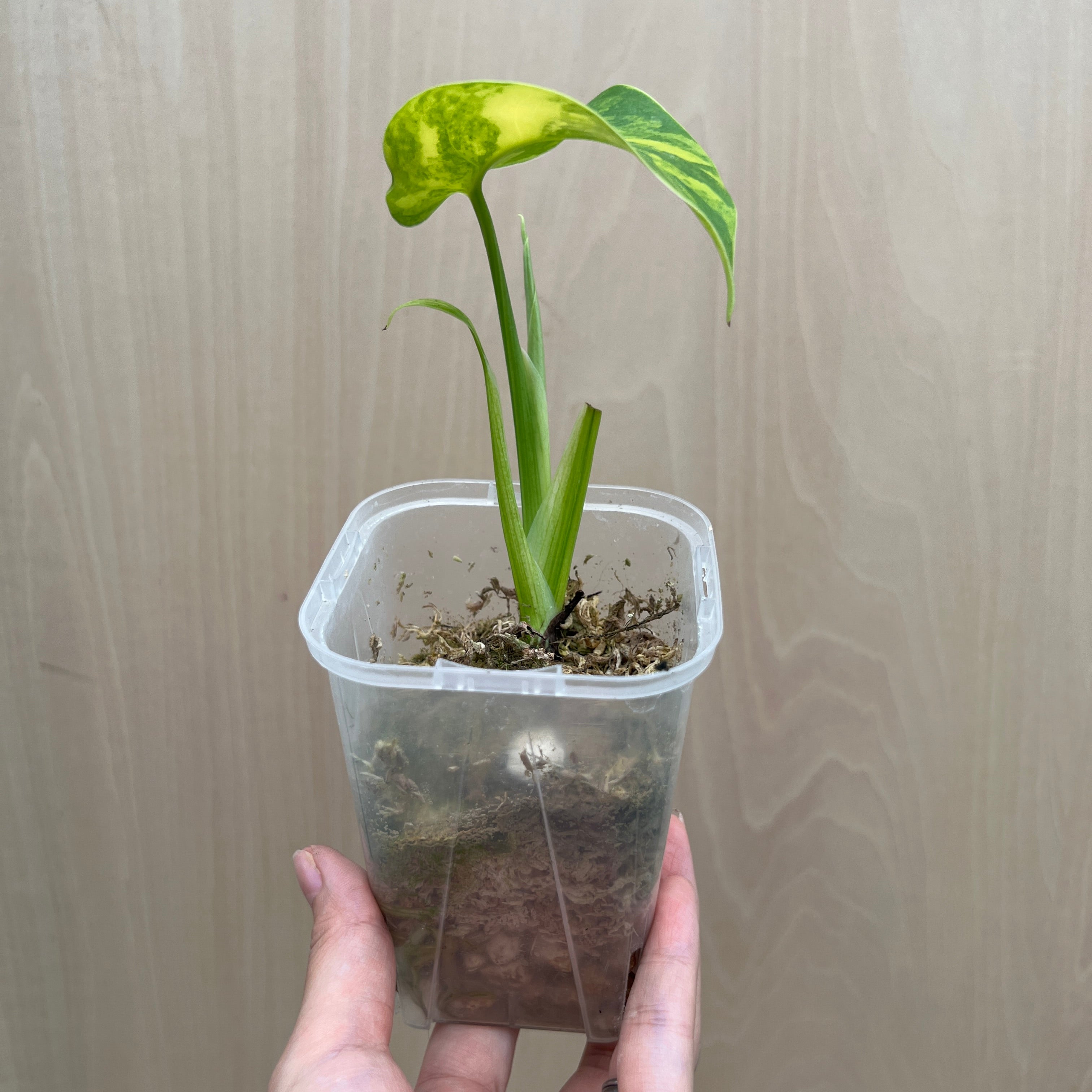 モンステラ（オーレア）　苗 モンステラ ボルギシアナ オーレア 黄斑入り カット苗 – JolieNursery