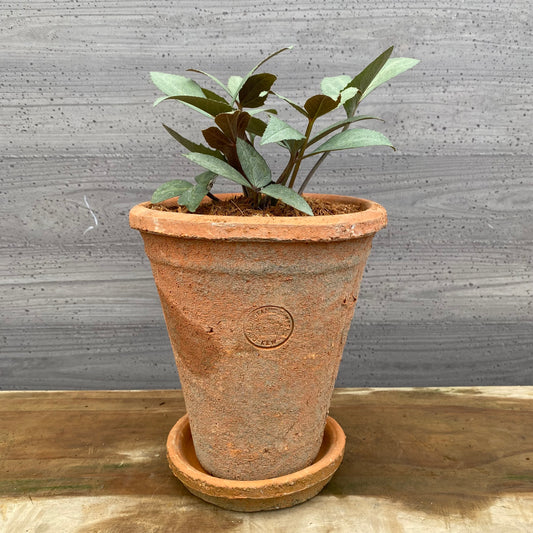 クリスマスローズ リヴィダススレーティリーフ キューガーデンポットレッド