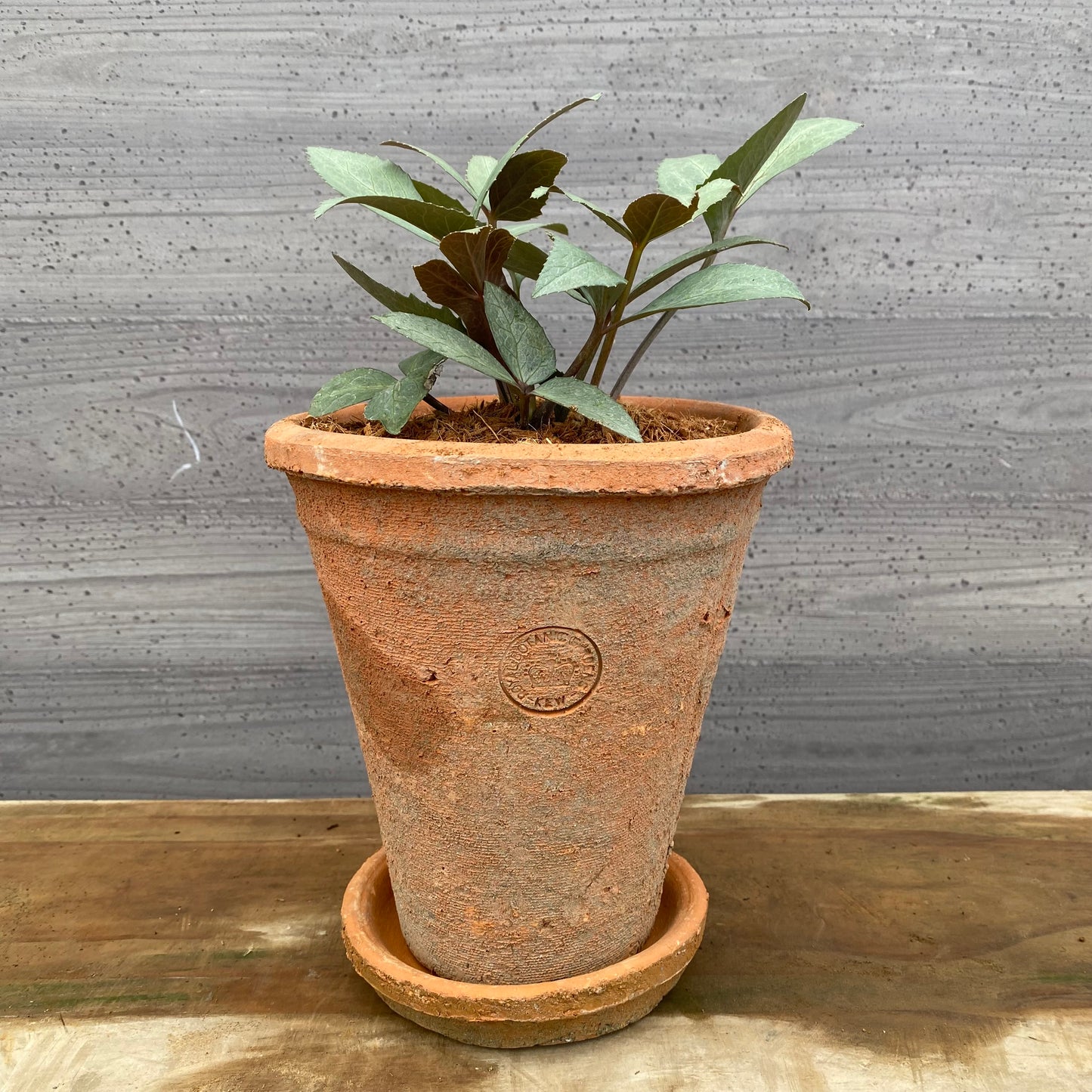 クリスマスローズ　リヴィダススレーティリーフ　キューガーデンポットレッド