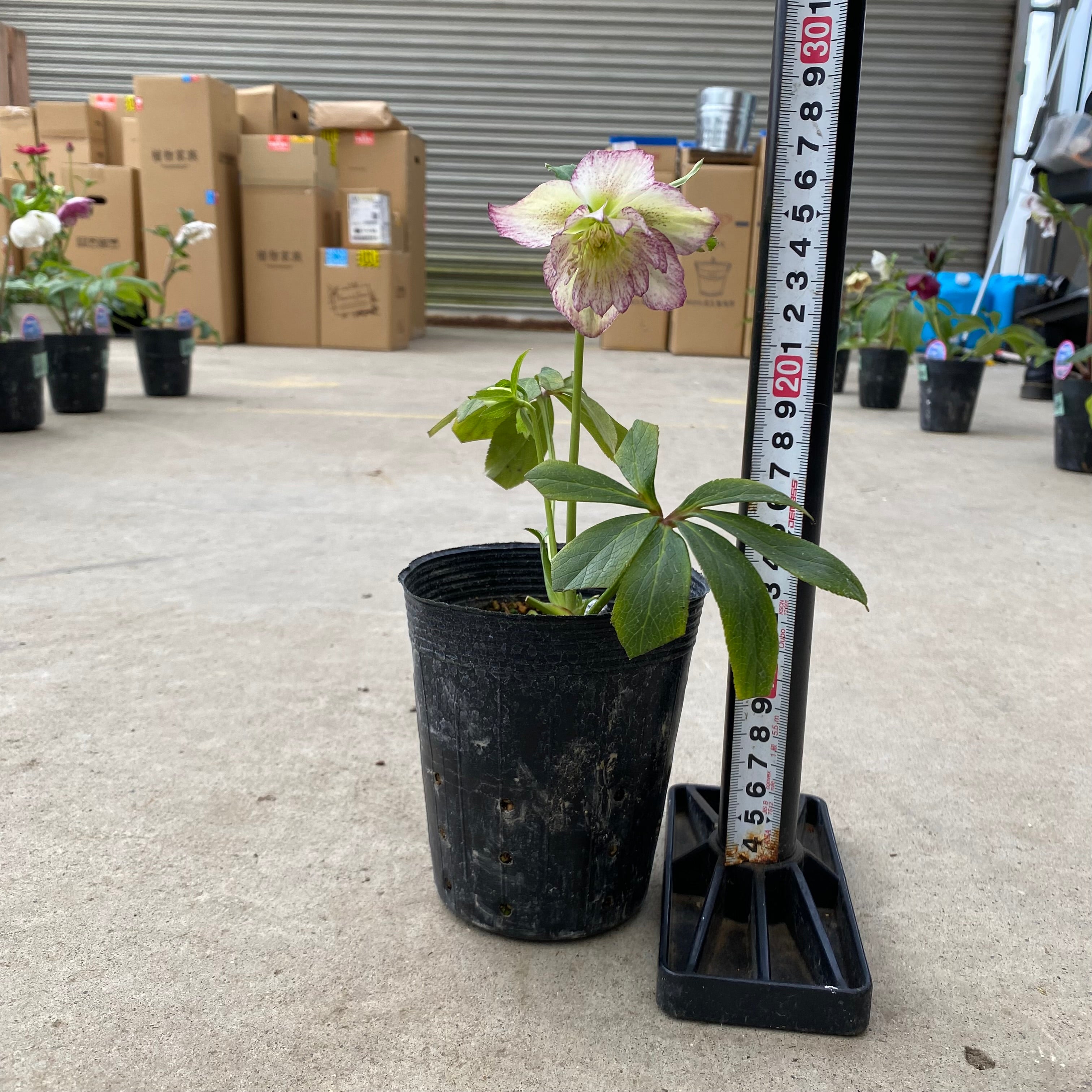 20067 クリスマスローズ ダブル咲き 3.5号苗ポット – 植物家族