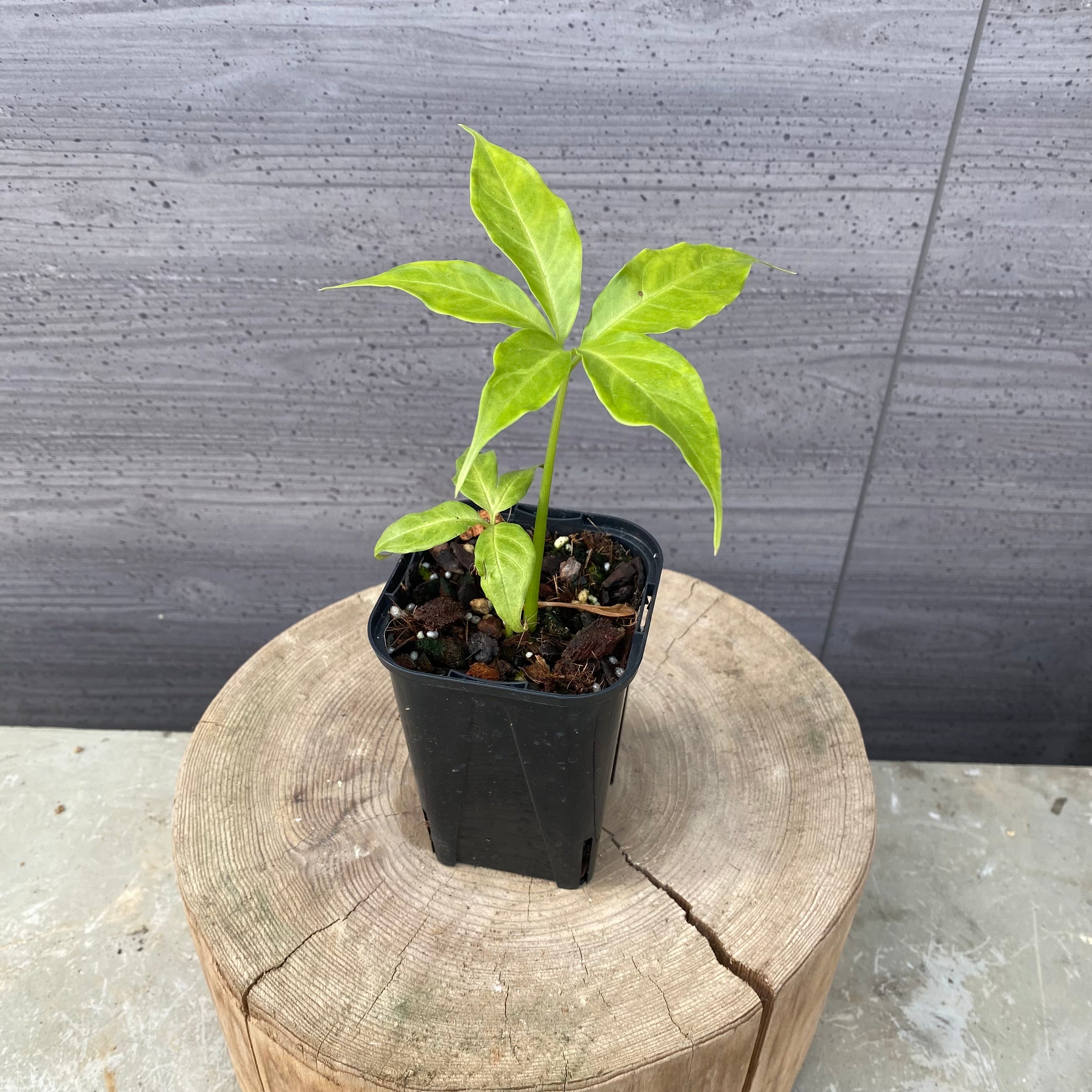 社長おすすめ生産者 – 植物家族