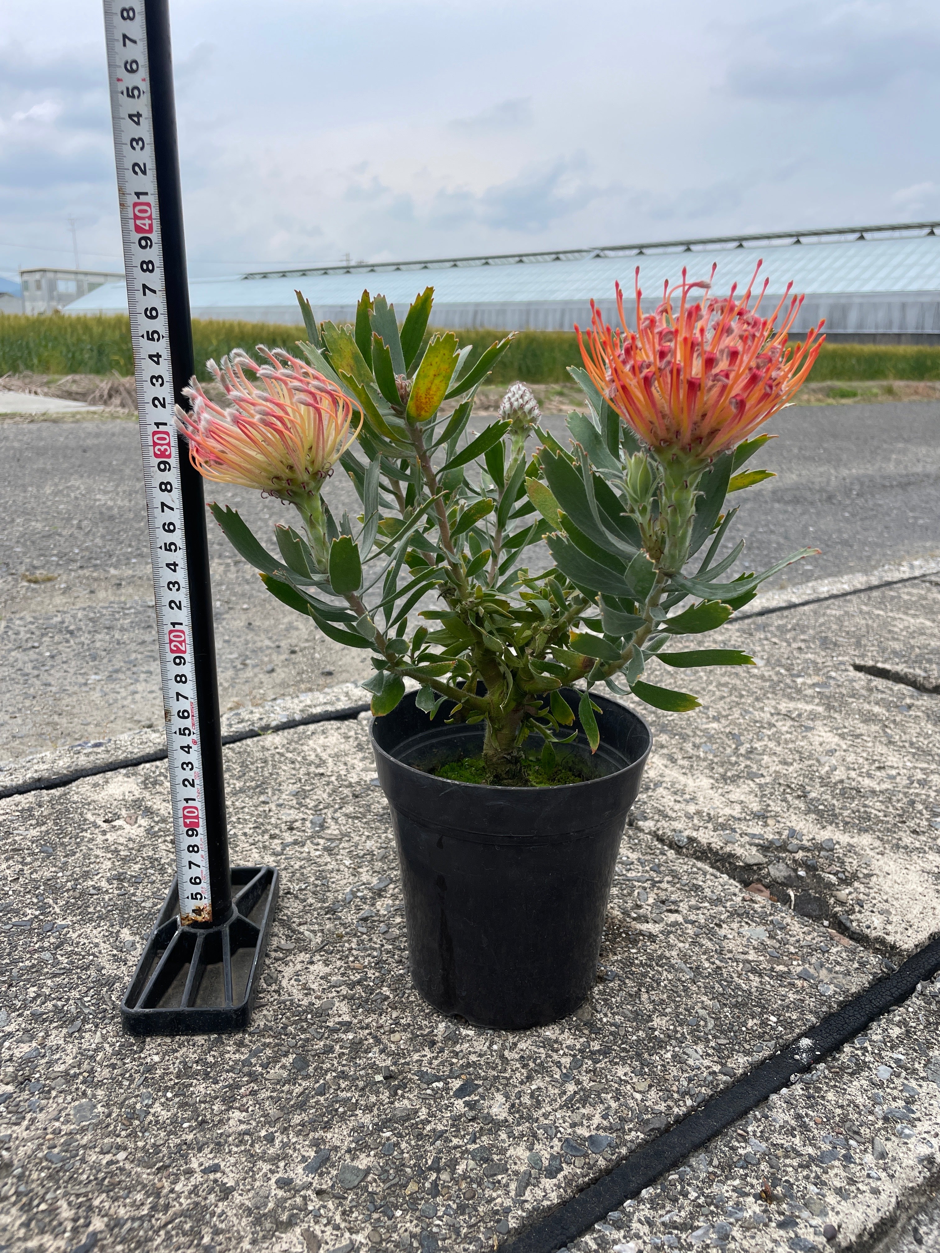 植物家族