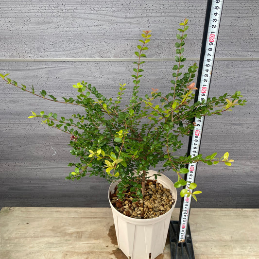 シジギウム　ブクシフォリア　６号スリット鉢/オリジナル色