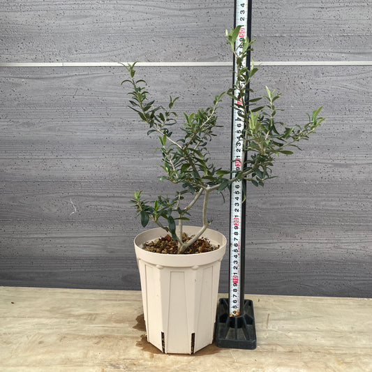 実生オリーブ 5号スリット鉢/オリジナル色