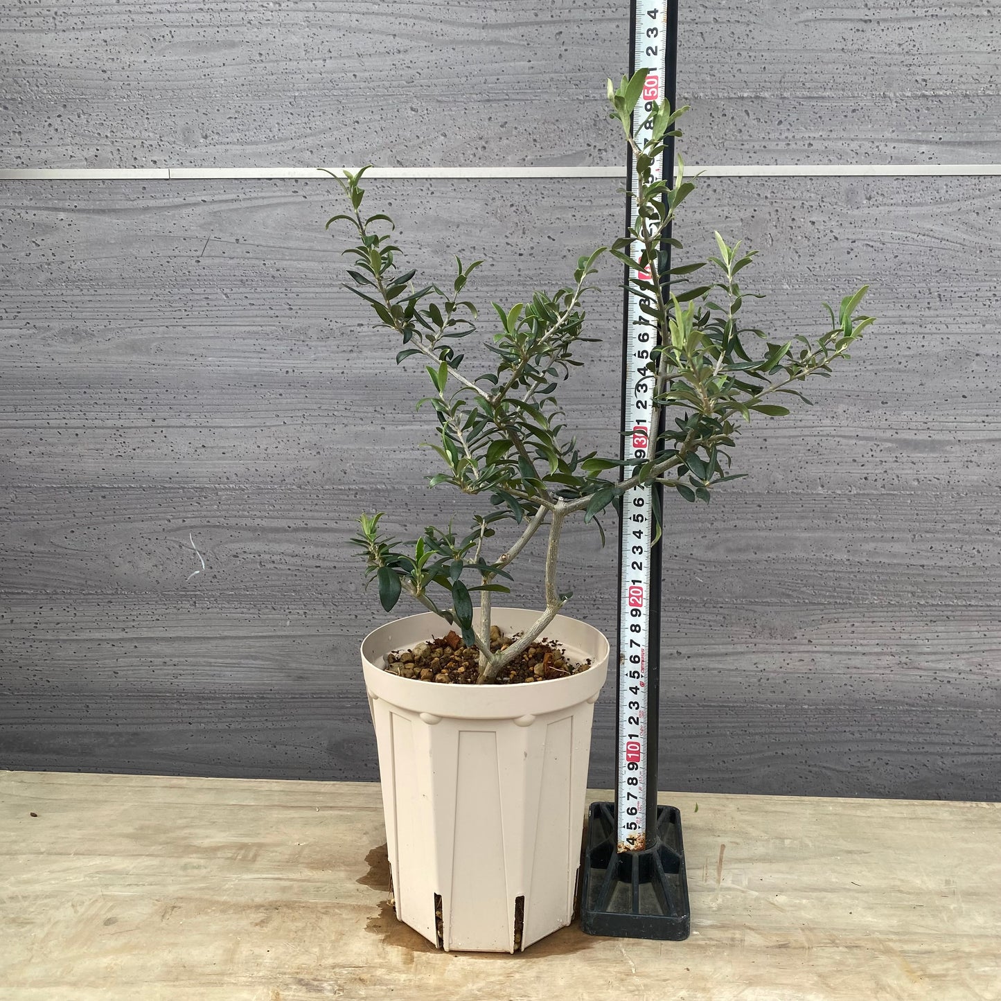 実生オリーブ　５号スリット鉢/オリジナル色