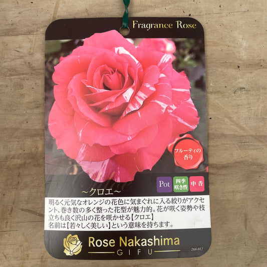 ローズなかしま★フレグランスローズ クロエ 5号鉢