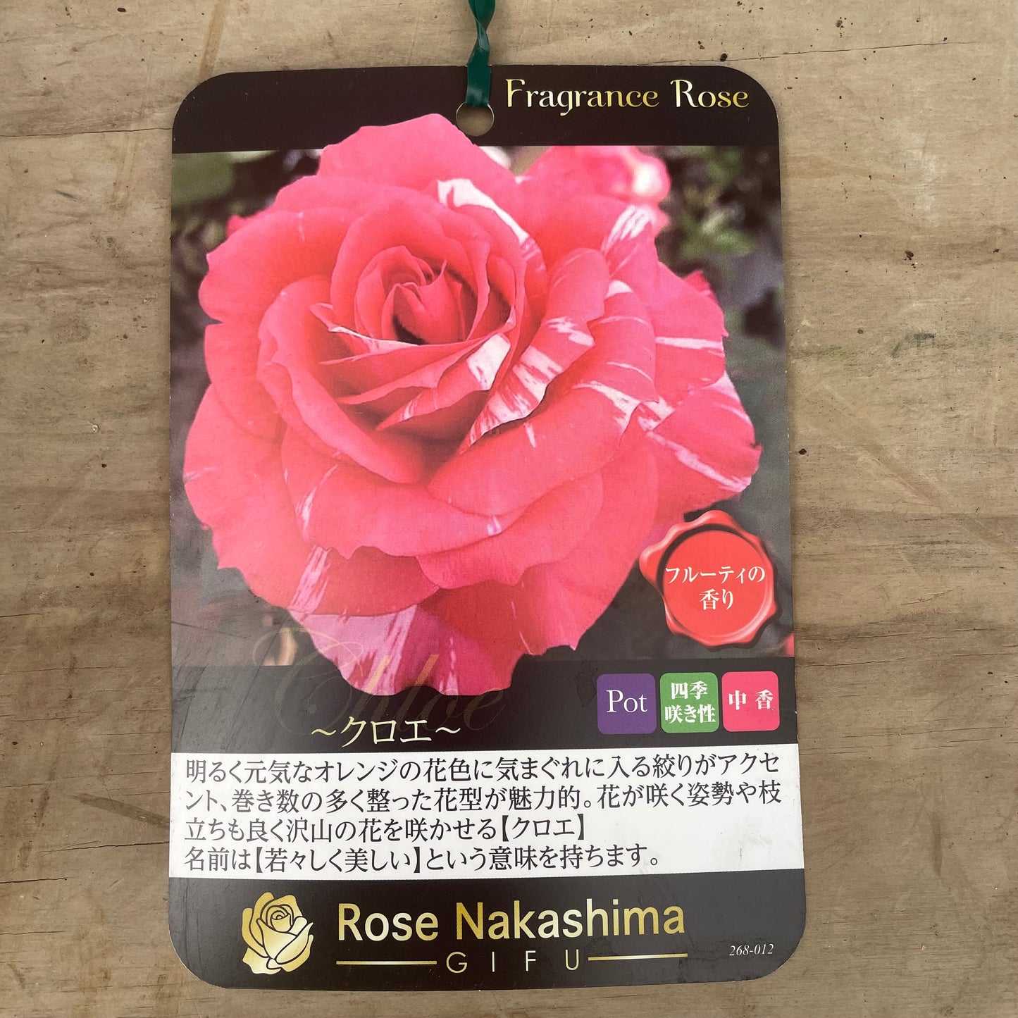 ローズなかしま★フレグランスローズ　クロエ　5号鉢